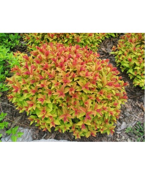 SPIREA JAPONICA MINI SUNGLO